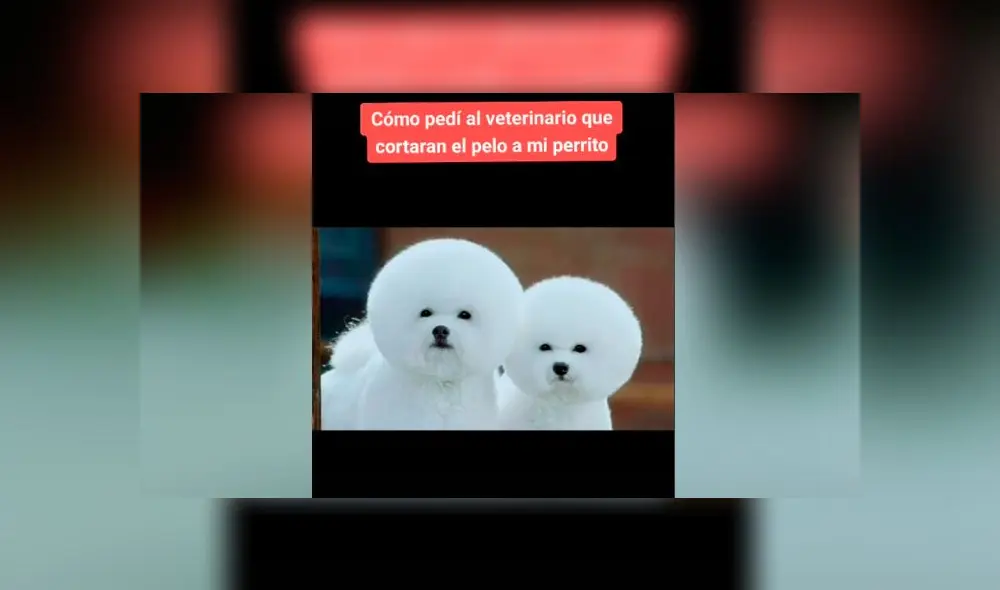 Desliza las imágenes para ver el desastroso resultado de este 'cambio de look' que le hizo a su perro. Foto: Diana Helman/TikTok