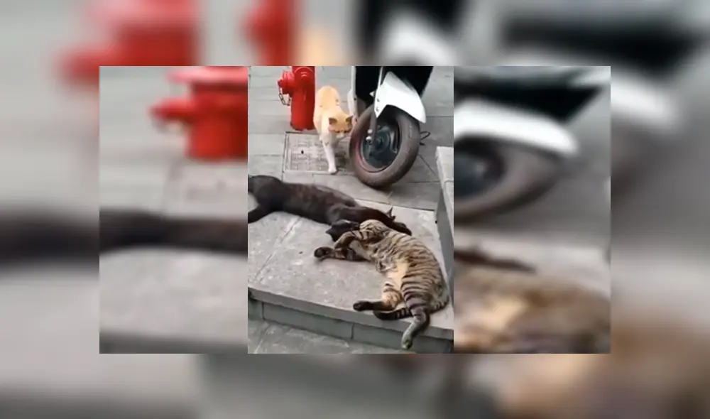 Facebook viral: gata encuentra a su pareja siéndole ‘infiel’ con otra felina a la que abrazaba 
