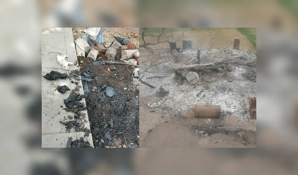 Denuncian que Municipalidad de Ate mandó a quemar vivos a gatos sin hogar [VIDEO]