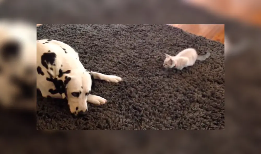 En YouTube se hizo viral la tierna reacción de un perro al conocer al nuevo gato bebé de la familia. En YouTube se hizo viral la tierna reacción de un perro al conocer al nuevo gato bebé de la familia.