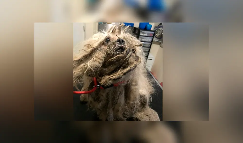 Desliza para ver el cambio de look de este perro que se hizo viral en Facebook. Desliza para ver el cambio de look de este perro que se hizo viral en Facebook.