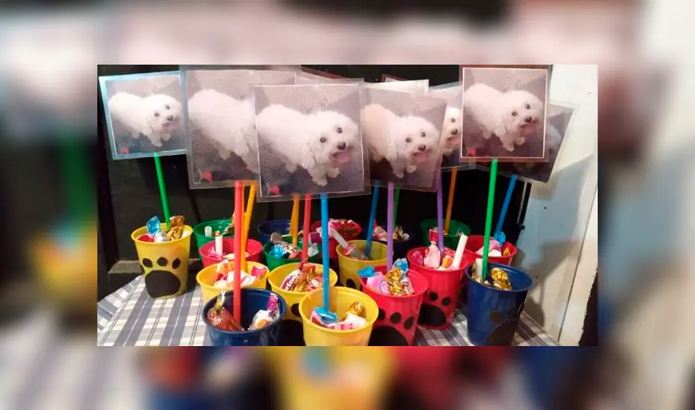 Dejan a su perro en una peluquería y se lo devuelven con la lengua cortada [FOTOS]