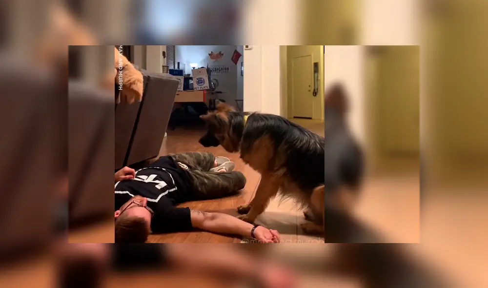 Hombre se desvaneció delante de sus mascotas para ver cómo reaccionaban en caso necesitara ayuda. El curioso desenlace se hizo viral en Facebook Hombre se desvaneció delante de sus mascotas para ver cómo reaccionaban en caso necesitara ayuda. El curioso desenlace se hizo viral en Facebook