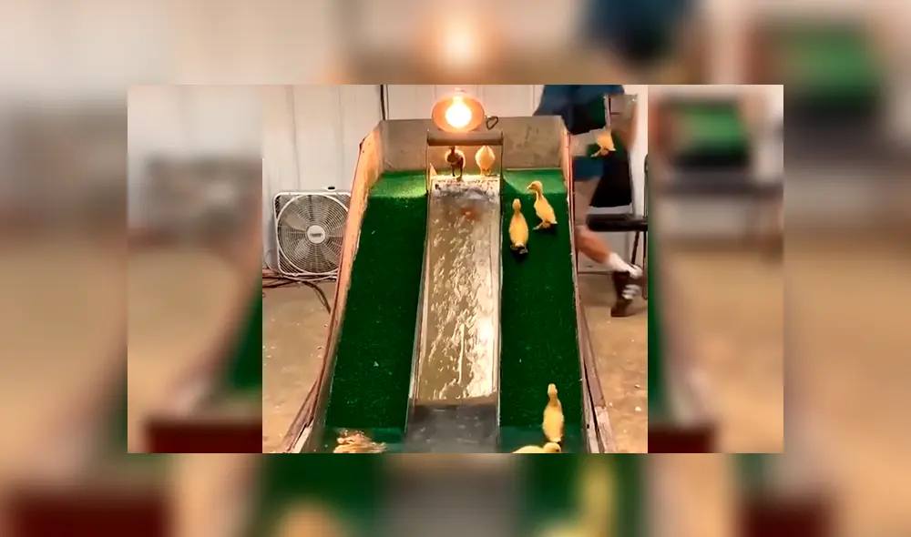 En Facebook, un joven fabricó un parque de diversiones acuático para que sus patos puedan nadar.