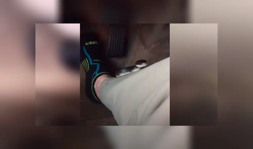 Un hombre se llevó el susto de su vida al hallar una mortal criatura al interior de su auto.