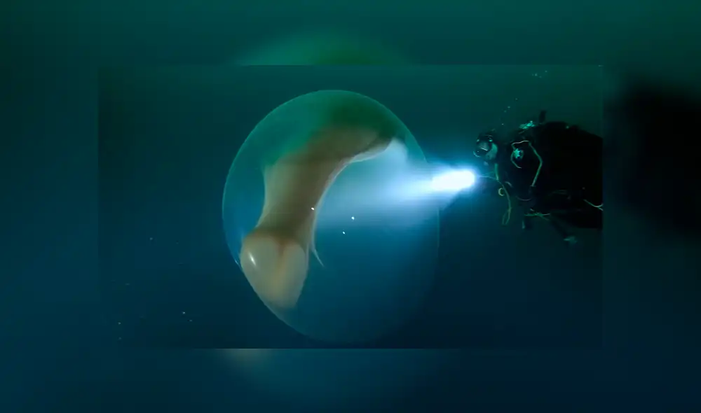 YouTube viral: buzo descubre extraña ‘burbuja’ en fondo del océano y miles quedan asombrados al saber qué es realmente