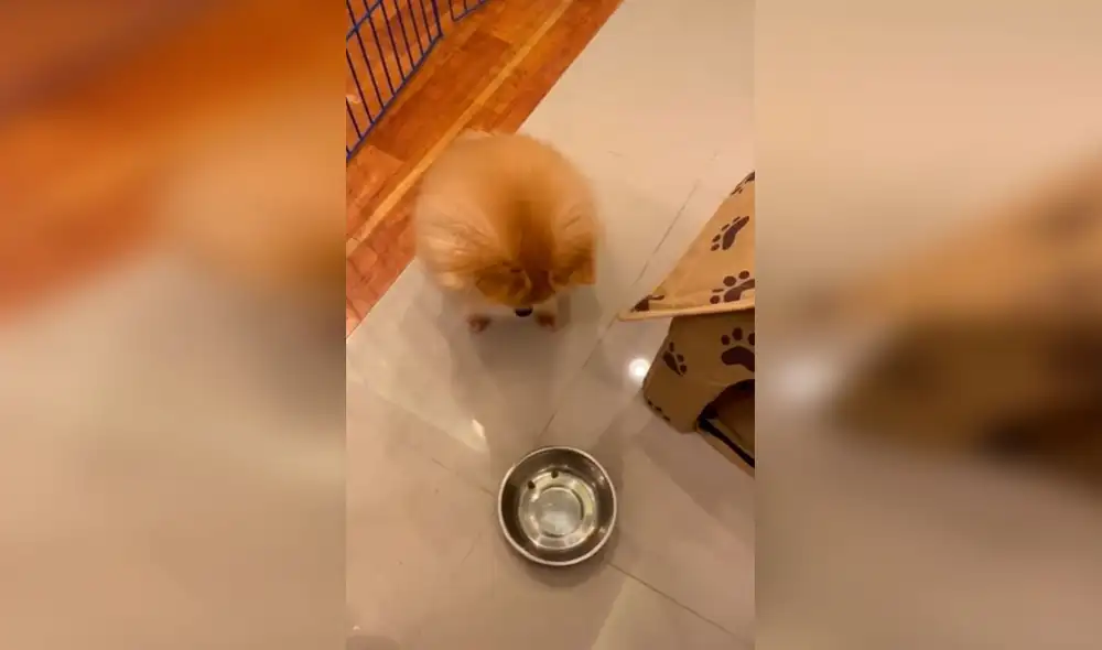 Desliza las imágenes para ver la singular escena de un perro al no tolerar que su dueña le sirva poca comida. Foto: Captura de Facebook