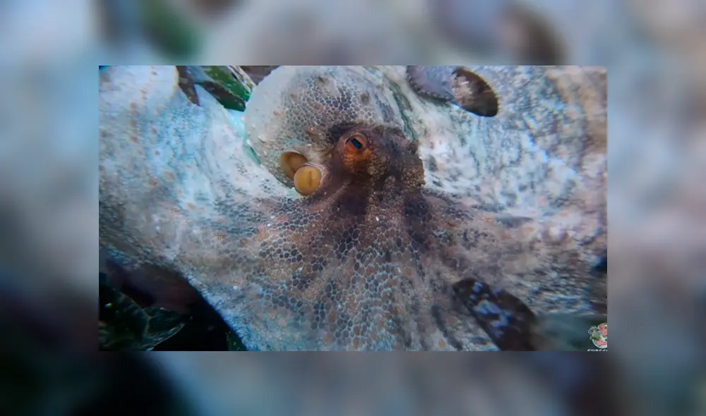 YouTube viral: se sumerge en el fondo del mar y capta a extraña criatura ‘invisible’ que lo aterra con su aspecto