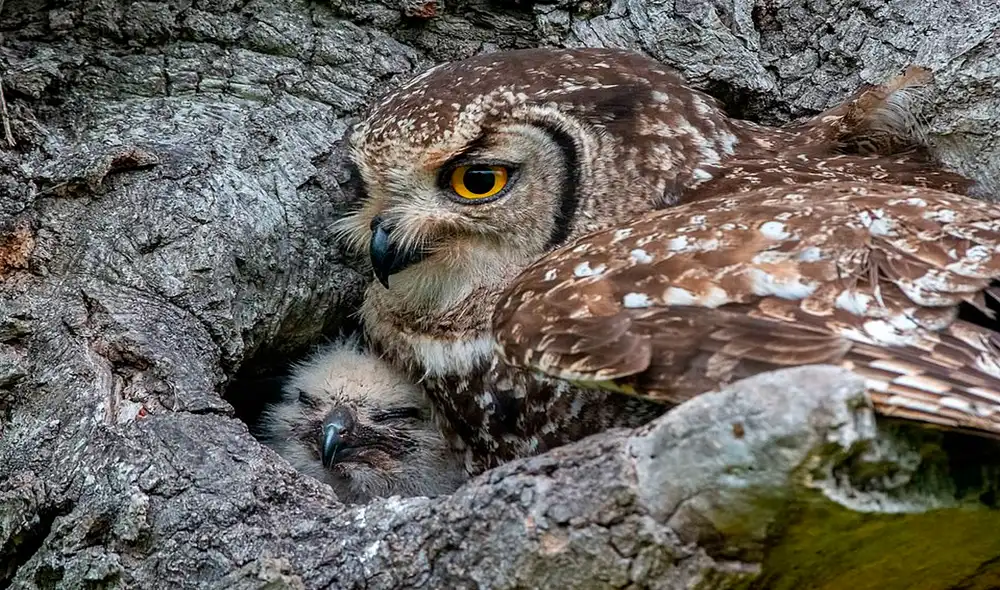 Desliza las imágenes para que puedas ver el perfecto camuflaje de la madre búho para proteger a sus bebés. Foto: Facebook Desliza las imágenes para que puedas ver el perfecto camuflaje de la madre búho para proteger a sus bebés. Foto: Facebook