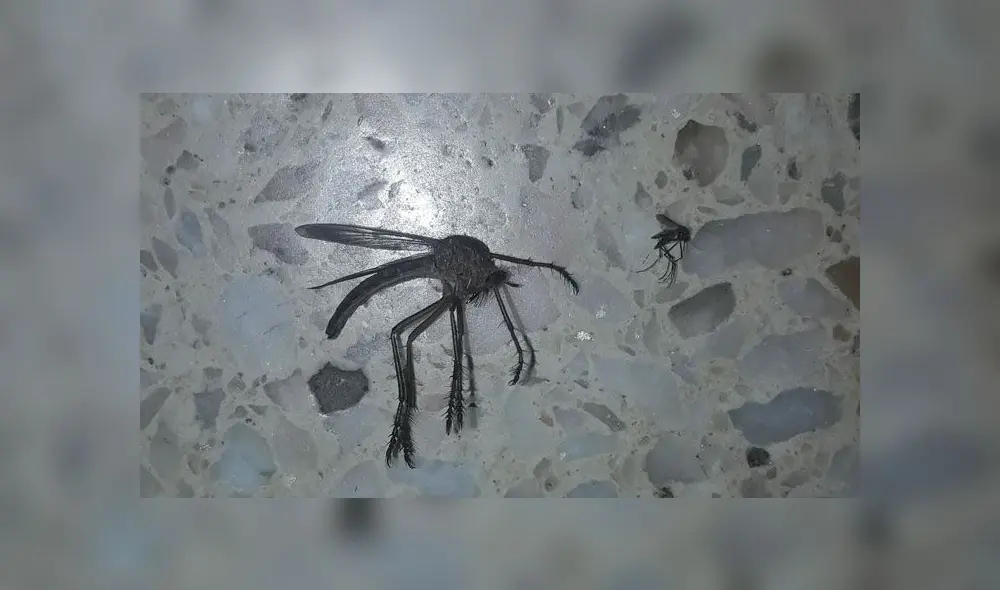 Gigantesco ‘mosquito’ deja aterrados a miles de usuarios con su espeluznante aspecto [FOTOS]