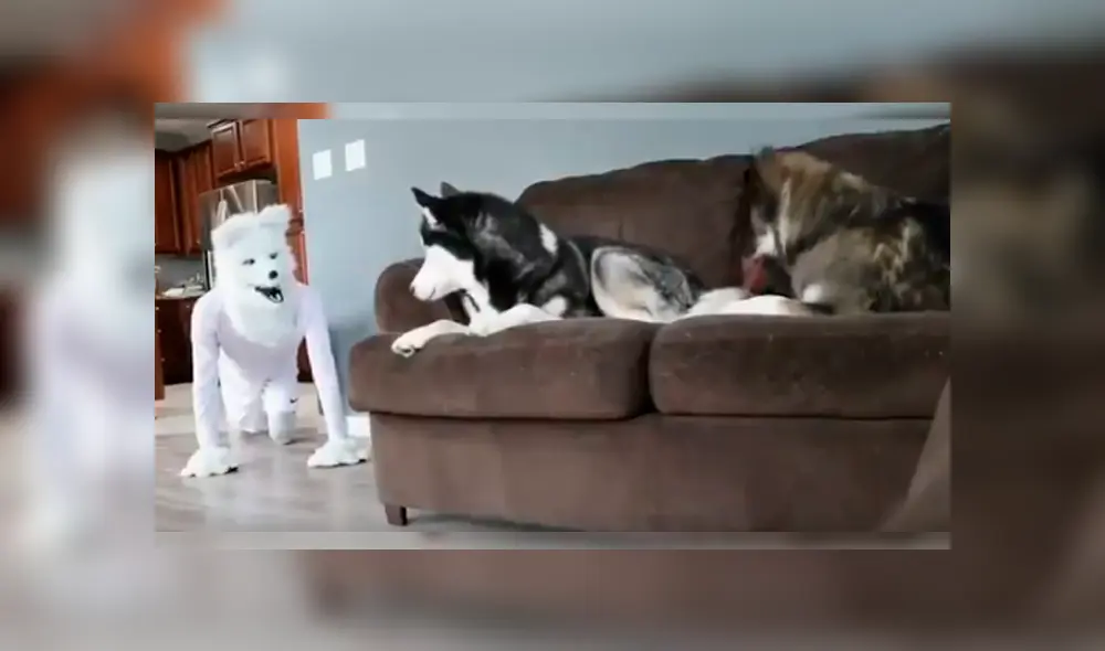 Vía Facebook. Hombre quiso sorprender a sus perros vistiéndose como una de ellos, pero fue él quien se llevó una sorpresa con la peculiar conducta de uno de sus canes. Vía Facebook. Hombre quiso sorprender a sus perros vistiéndose como una de ellos, pero fue él quien se llevó una sorpresa con la peculiar conducta de uno de sus canes.