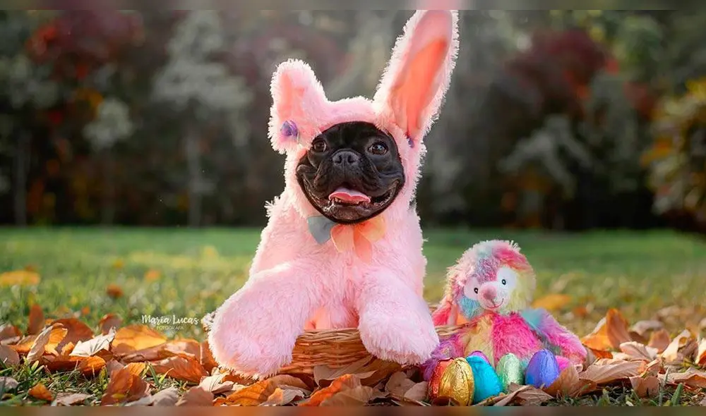 Después de cinco meses de empezar con la cuenta de Pepper, algunas marcas contactaron a Mariella Rodriguez. Foto: Instagram Después de cinco meses de empezar con la cuenta de Pepper, algunas marcas contactaron a Mariella Rodriguez. Foto: Instagram