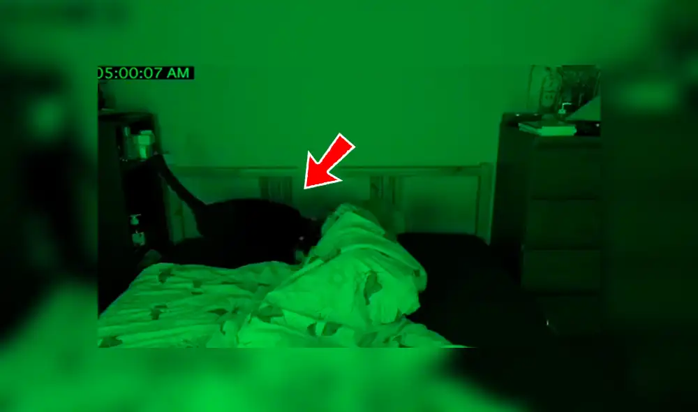 YouTube viral: mujer descubre lo que hacían sus gatos tras instalar una cámara escondida [VIDEO]