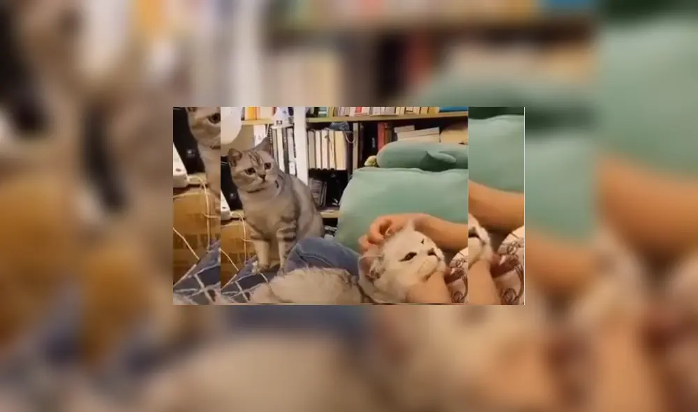 Desliza hacia la izquierda para ver más del video viral. Fotocaptura: Twitter Desliza hacia la izquierda para ver más del video viral. Fotocaptura: Twitter