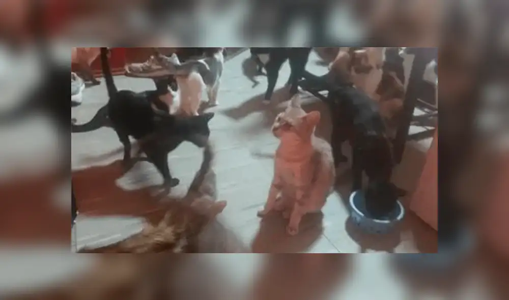 Gatos rescatados por Federico.