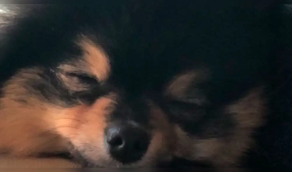 El ARMY celebró el cumpleaños de la mascota del integrante de la banda de kpop