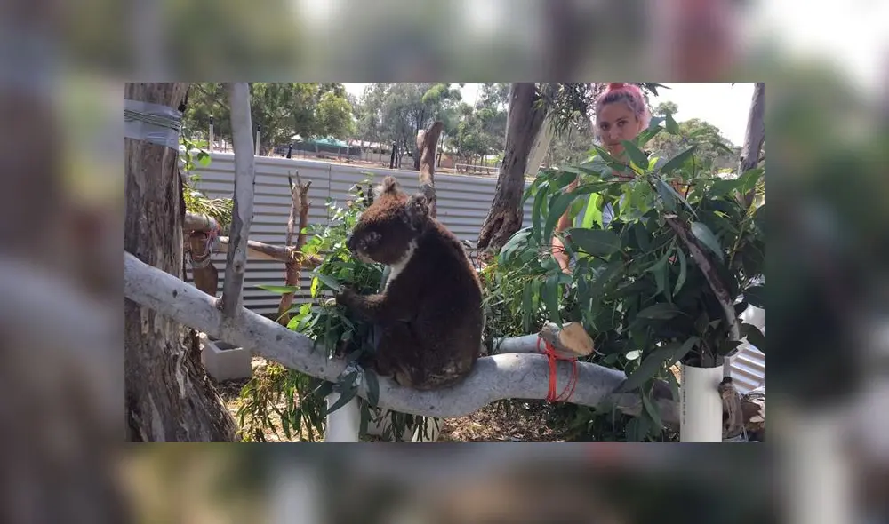 Convierten escuela primaria en un hospital para koalas que fueron afectados por los incendios [VIDEO]