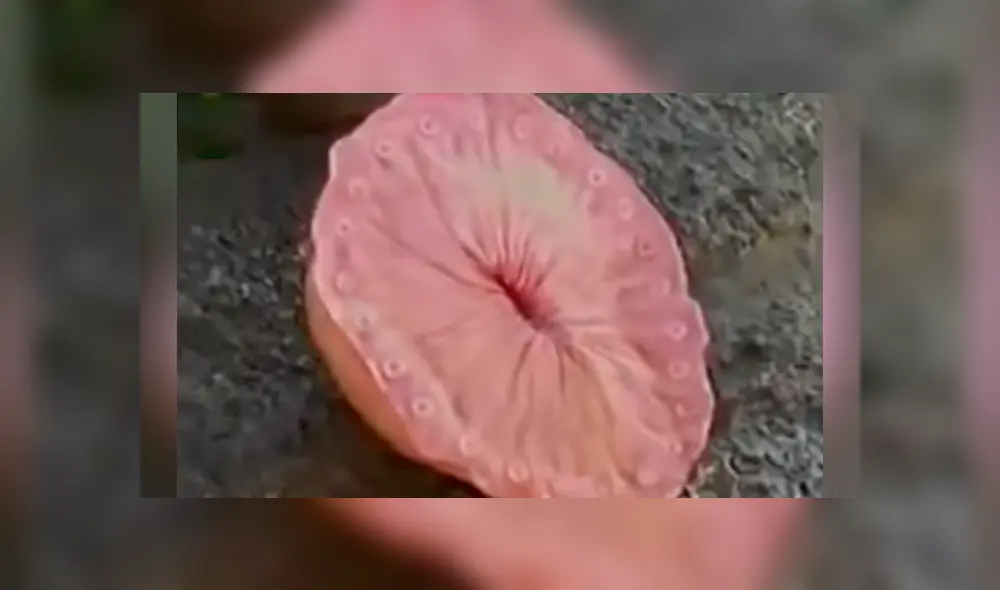 Bañistas descubren misteriosa criatura marina, la examinan y sucede lo inesperado Bañistas descubren misteriosa criatura marina, la examinan y sucede lo inesperado