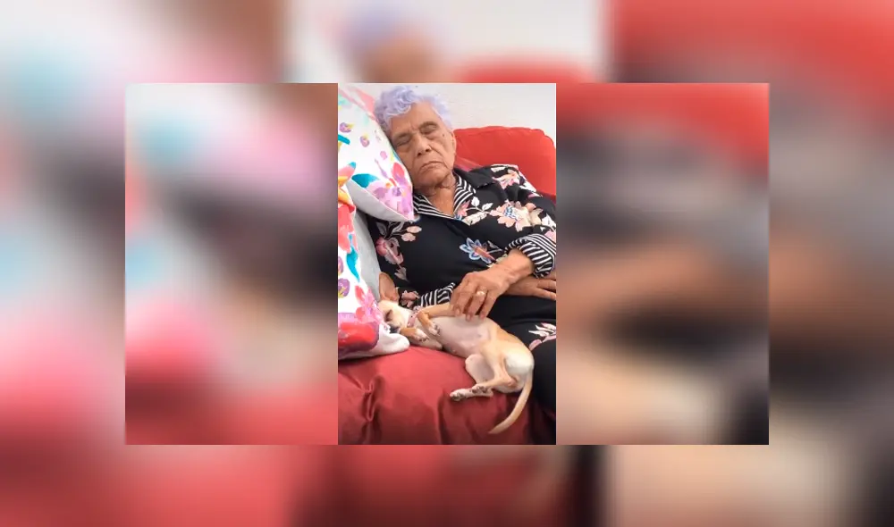 Desliza las imágenes hacia la izquierda para apreciar la emotiva escena protagonizada por una señora y su mascota. Desliza las imágenes hacia la izquierda para apreciar la emotiva escena protagonizada por una señora y su mascota.
