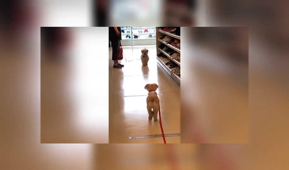 Desliza las imágenes para observar la amorosa escena de dos perros que se volvieron a ver después de un largo tiempo. Fotocaptura: Facebook. Desliza las imágenes para observar la amorosa escena de dos perros que se volvieron a ver después de un largo tiempo. Fotocaptura: Facebook.