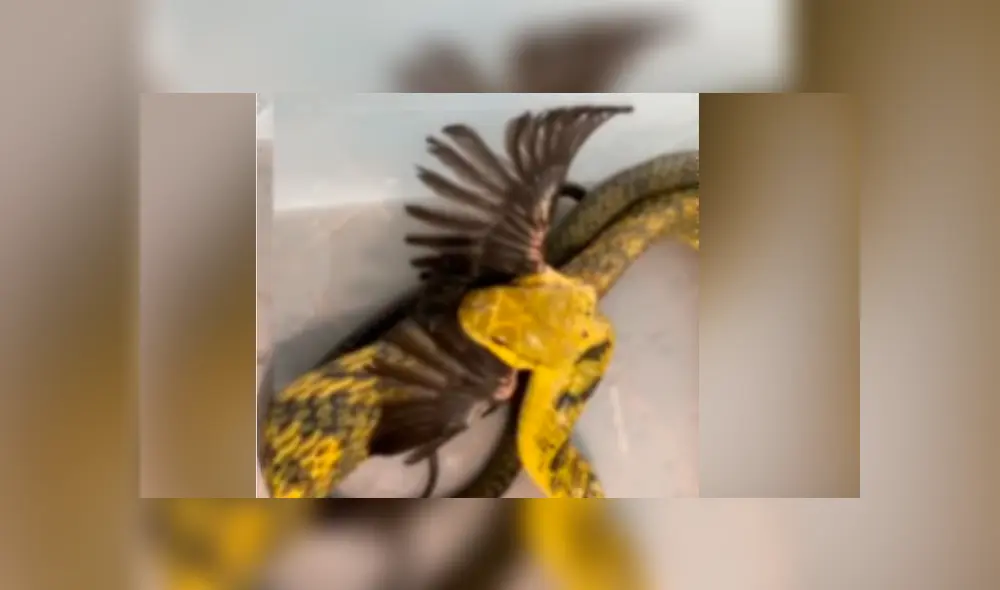 Facebook viral: hambrienta serpiente se topa con pequeña ave y ocurre algo muy impactante Facebook viral: hambrienta serpiente se topa con pequeña ave y ocurre algo muy impactante