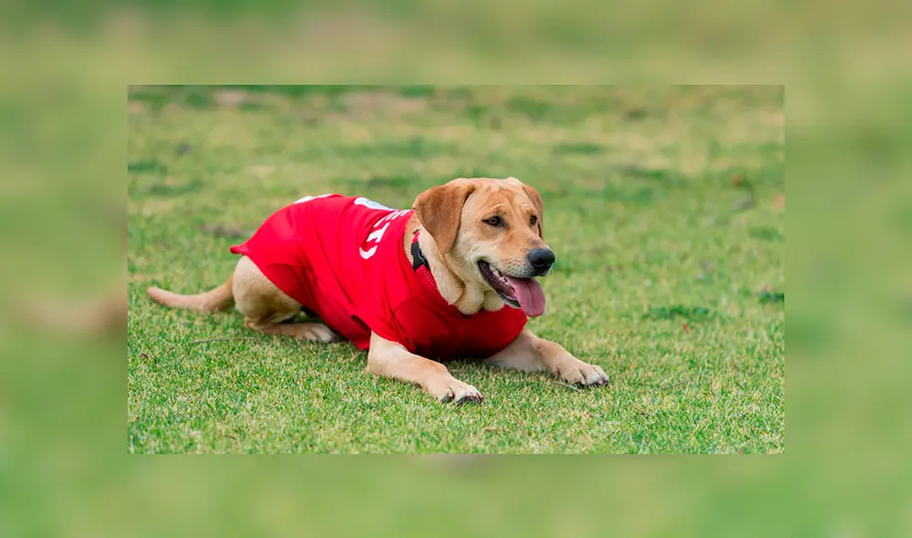 Tunita’ se robó el show tras interrumpir el partido entre los equipos de San Luis Potosi y el Cruz Azul Tunita’ se robó el show tras interrumpir el partido entre los equipos de San Luis Potosi y el Cruz Azul