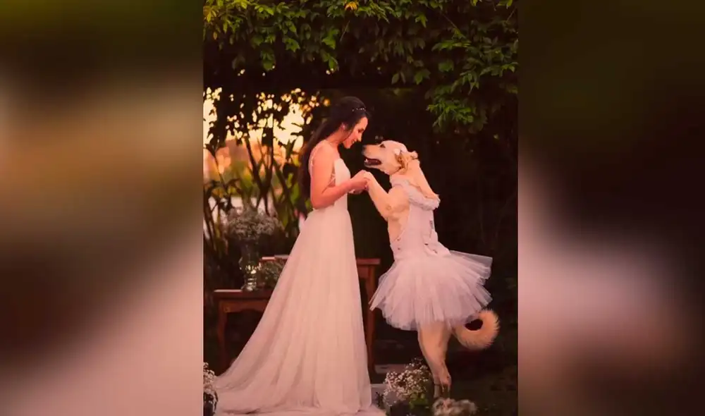 Desliza las imágenes para ver la emotiva escena que protagonizó esta cachorra en el día de la boda de su dueña. Foto: captura de TikTok/fabianomartinsfoto Desliza las imágenes para ver la emotiva escena que protagonizó esta cachorra en el día de la boda de su dueña. Foto: captura de TikTok/fabianomartinsfoto
