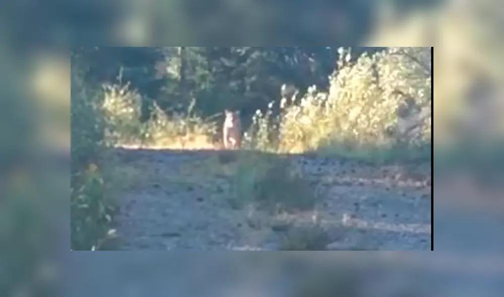 La mujer grabó el momento en el que el puma la acechaba. Foto: captura /LR