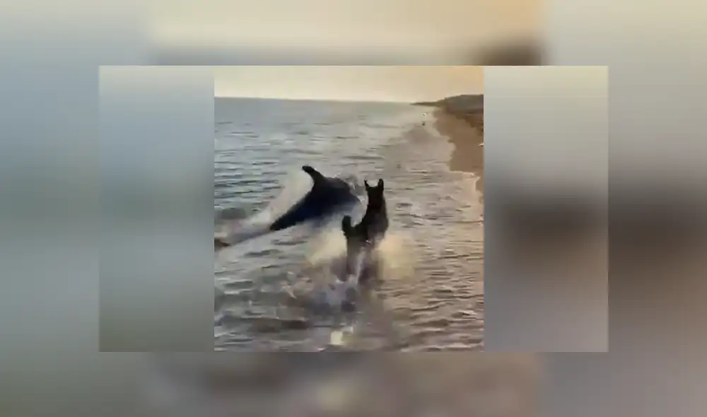 La curiosa escena muestra el insólito momento en que un perro conoce a un delfín en la playa. Foto: Facebook.