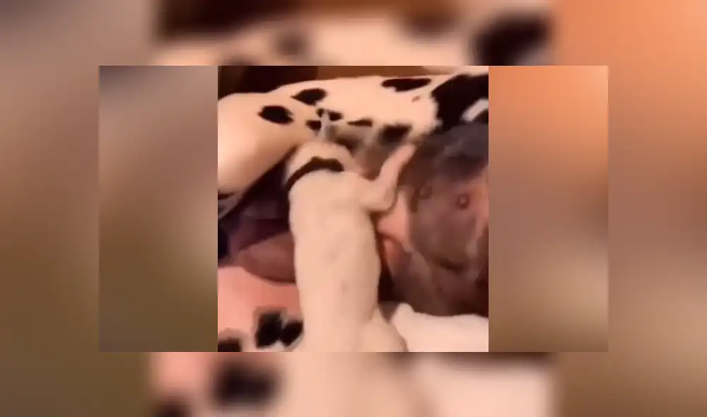 Desliza las fotografías para ver la curiosa escena que protagonizó un perro bebé cuando se alimentaba con la leche de su madre. Foto: Captura.