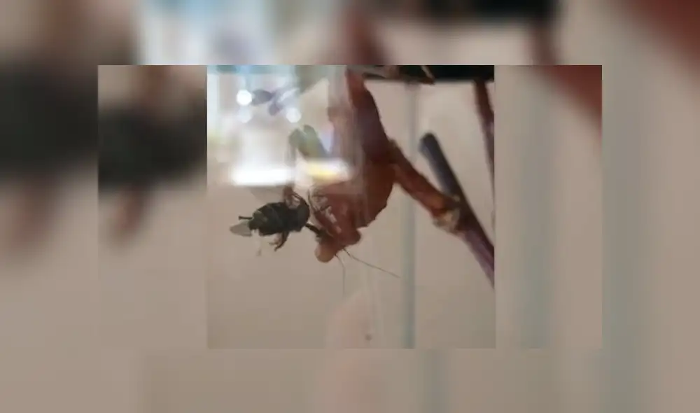 La mosca intentó salvar a sus crías, mientras era devorada por la mantis. Foto: captura La mosca intentó salvar a sus crías, mientras era devorada por la mantis. Foto: captura