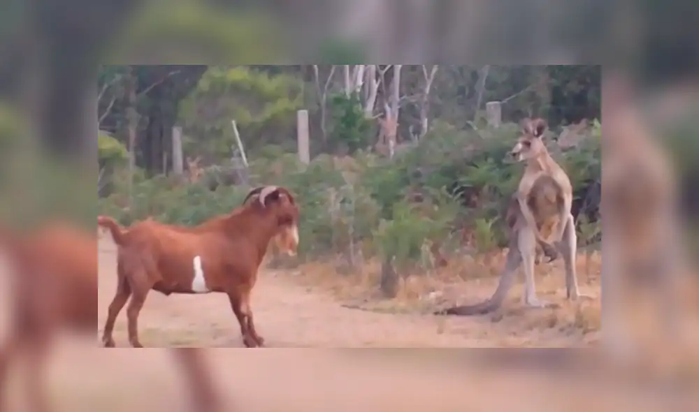 YouTube viral: cabra intenta atacar a canguro 'boxeador' y se lleva una terrible lección' [VIDEO]  