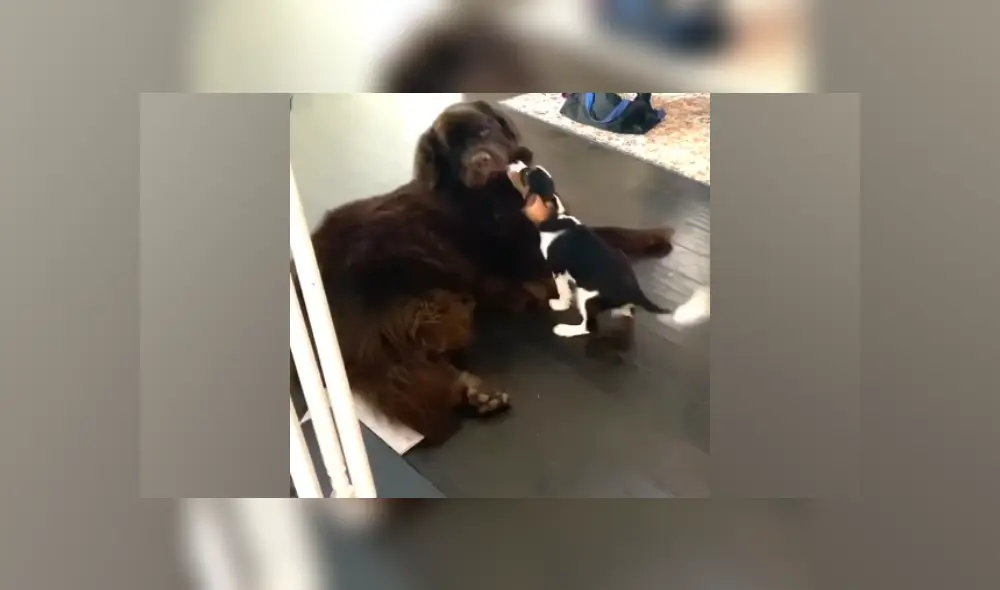 Desliza hacia la izquierda para ver más imágenes de este tierno momento. (Foto: captura / YouTube)