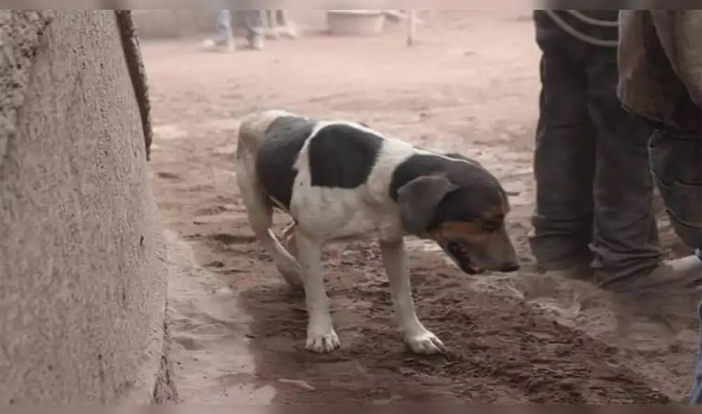 Facebook: Perro ayuda a rescatistas a encontrar los cuerpos de sus dueños Facebook: Perro ayuda a rescatistas a encontrar los cuerpos de sus dueños