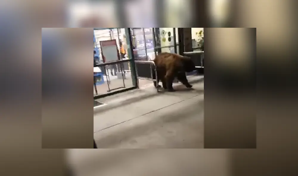El animal entró al supermercado y terminó llevándose con el una bolsa de papas fritas. Foto: Facebook