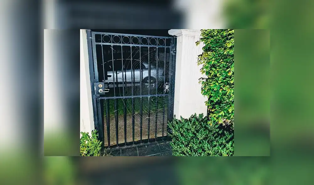 En Facebook se hicieron virales una serie de fotografías que muestran a una enorme araña invadiendo el garaje de una casa. En Facebook se hicieron virales una serie de fotografías que muestran a una enorme araña invadiendo el garaje de una casa.