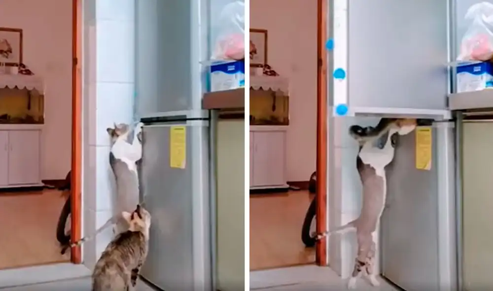 Desliza las imágenes para conocer la travesura que cometieron unos gatos durante la ausencia de su dueño. Foto: captura de TikTok