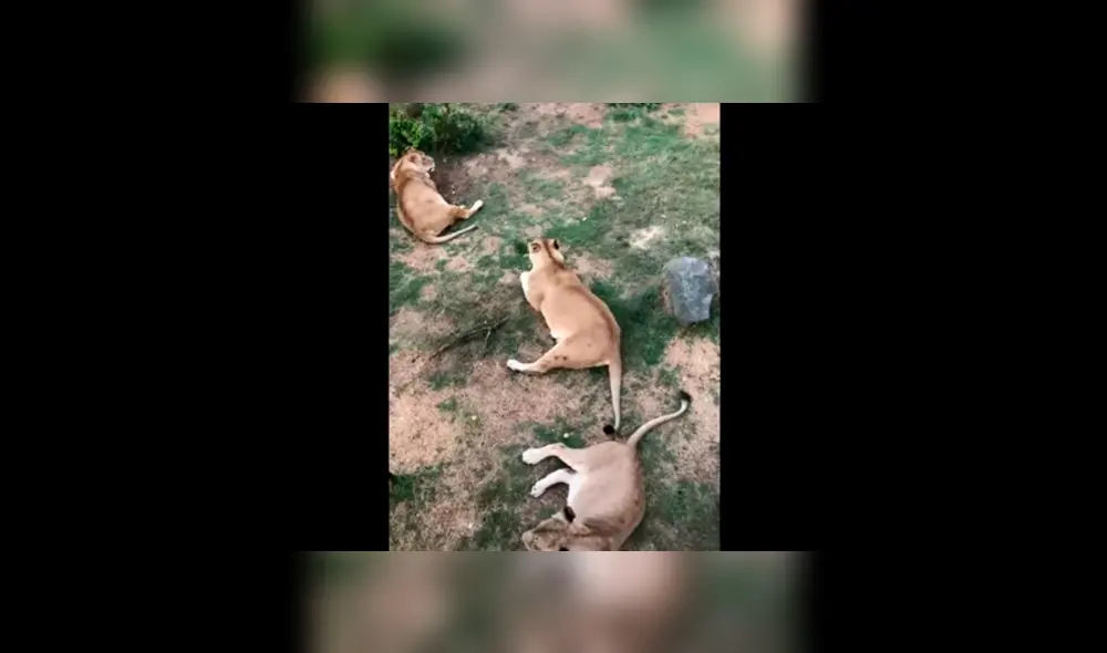 Cuidador de leones salva la vida de un felino bebé.