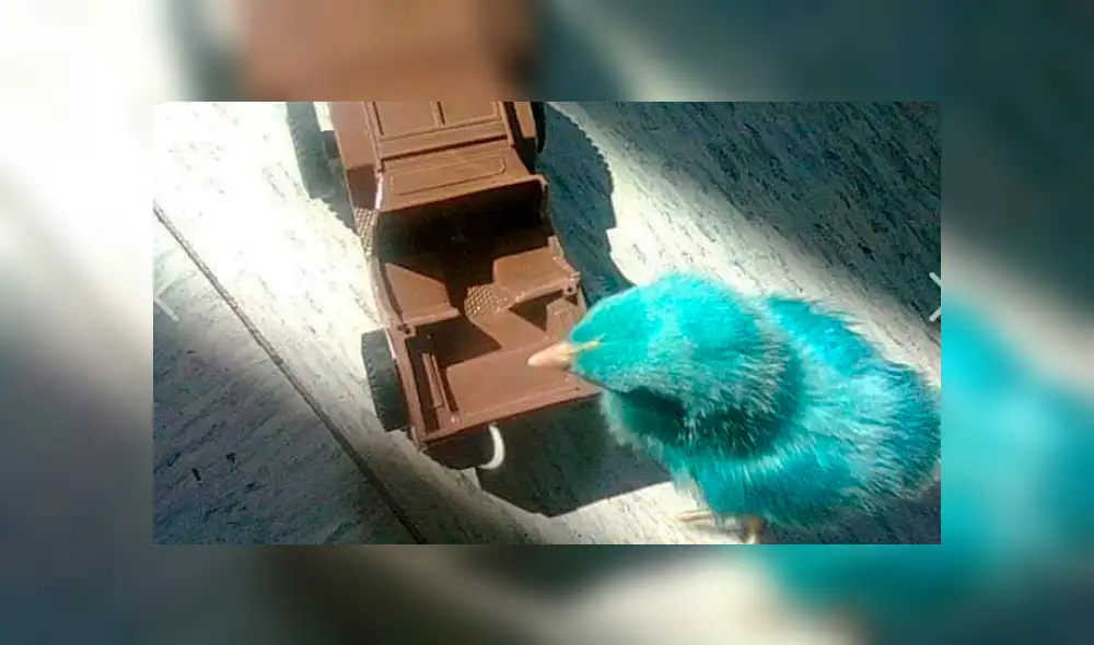 Facebook viral: joven se gradúa junto a su gallo a quien rescató cuando era un pollito pintado [FOTOS]
