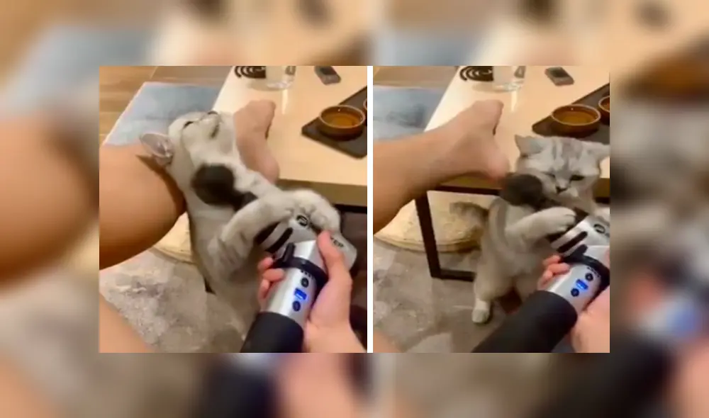 En Facebook, un gato se percata que su dueña utilizaba una máquina de masajes y tiene curiosa reacción. En Facebook, un gato se percata que su dueña utilizaba una máquina de masajes y tiene curiosa reacción.