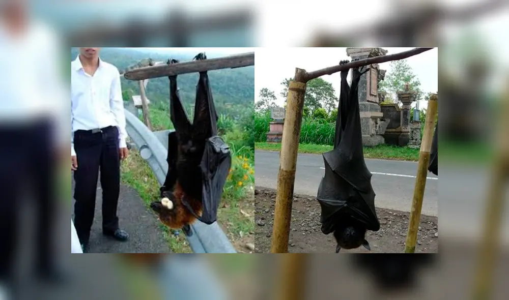 Los “acerodon jubatus” se alimentan solo de frutos y no representan peligro para los humanos. (Foto: Meganoticias)