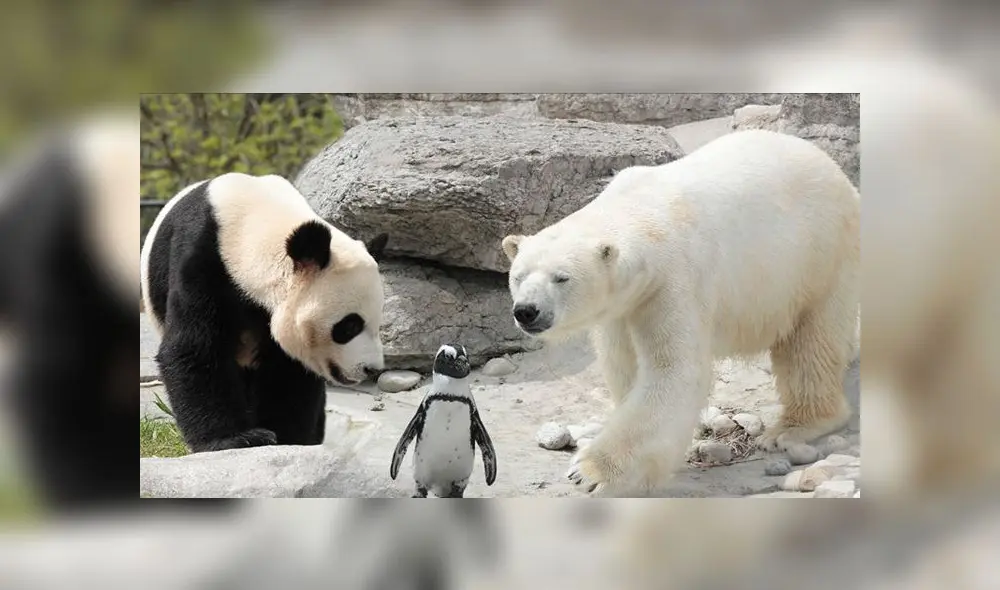 México ocupa el lugar número 20 en la lista de animales extintos en el mundo. México ocupa el lugar número 20 en la lista de animales extintos en el mundo.