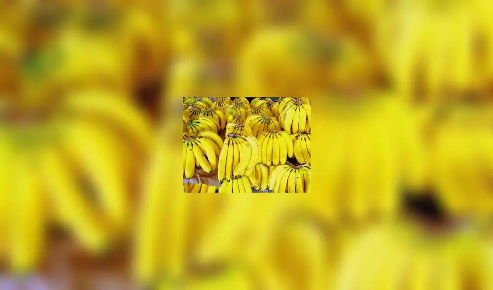 Colombia declara emergencia nacional por presencia de hongo letal para plátanos Colombia declara emergencia nacional por presencia de hongo letal para plátanos