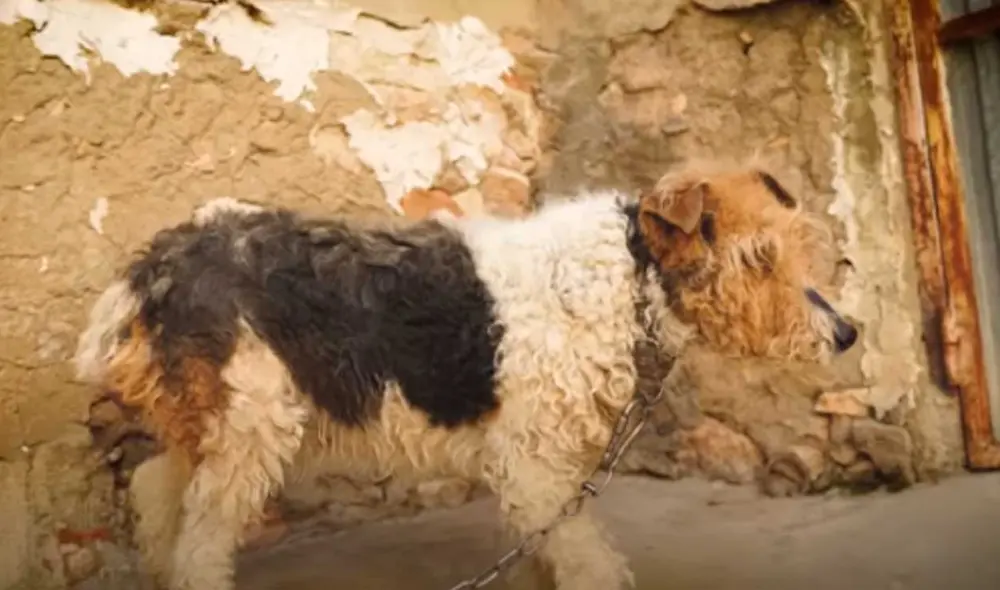 Desliza las imágenes para ver el drástico cambio que experimentó esta perrita callejera tras ser rescatada. Fotocaptura: Víctor Larkhill/YT Desliza las imágenes para ver el drástico cambio que experimentó esta perrita callejera tras ser rescatada. Fotocaptura: Víctor Larkhill/YT