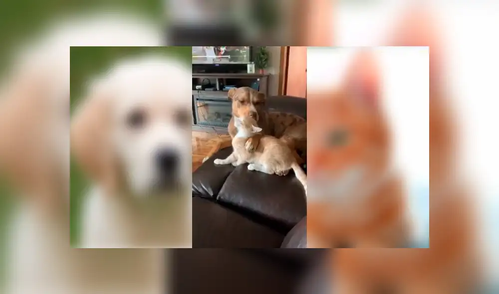 Video es viral en Facebook. La mujer revisó el video de seguridad y quedó impactada, luego de saber lo que sus queridas mascotas hacen cuando no está en casa. Foto: Captura. Video es viral en Facebook. La mujer revisó el video de seguridad y quedó impactada, luego de saber lo que sus queridas mascotas hacen cuando no está en casa. Foto: Captura.