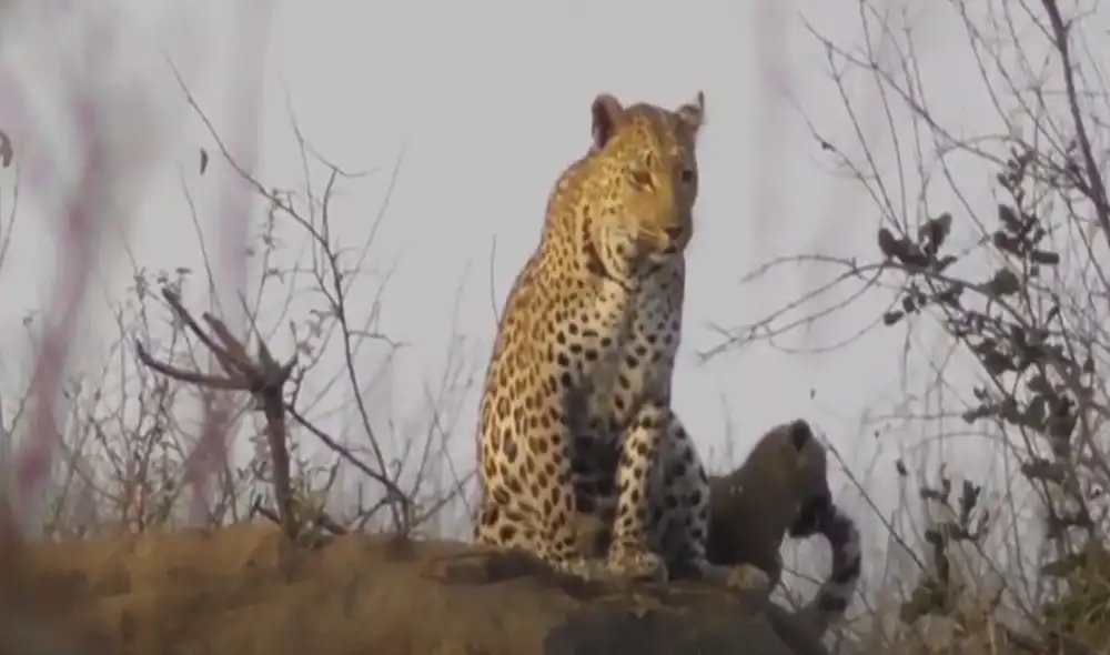 Los pequeños cachorros tuvieron un curioso comportamiento al ver a su madre. Foto: Captura de YouTube Los pequeños cachorros tuvieron un curioso comportamiento al ver a su madre. Foto: Captura de YouTube