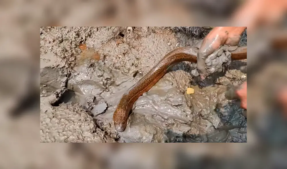 En Facebook se viralizó el misteriosos hallazgo que hizo un chico al encontrar peligrosas criaturas. En Facebook se viralizó el misteriosos hallazgo que hizo un chico al encontrar peligrosas criaturas.