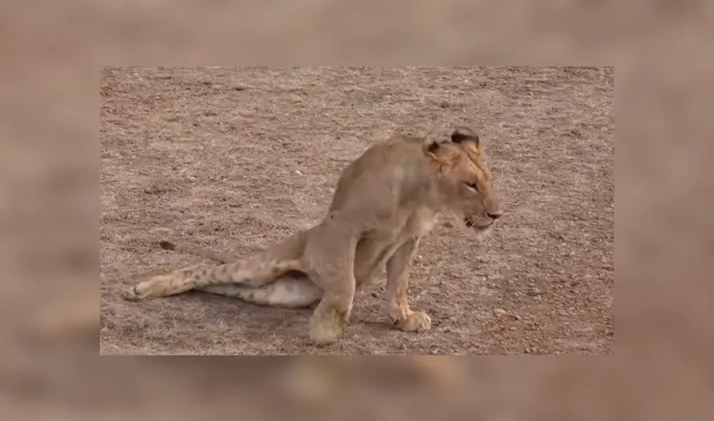 YouTube viral: León ‘macho alfa’ destruye columna de aprendiz que intentó quitarse su presa [VIDEO] 