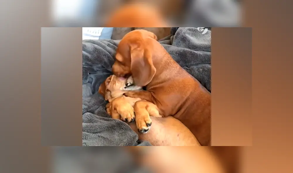 Desliza hacia la izquierda para ver más fotografías de la pareja de salchichas que se ha robado todas las miradas. (Foto: captura) Desliza hacia la izquierda para ver más fotografías de la pareja de salchichas que se ha robado todas las miradas. (Foto: captura)