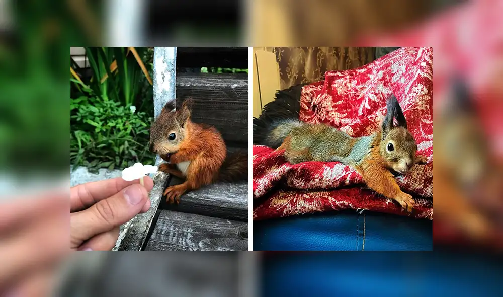 En Facebook, un joven cuidó de una pequeña ardilla que encontró en la calle y se volvió su mejor amigo.
